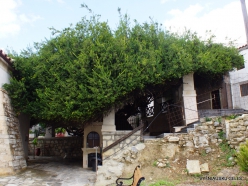 Paliani Monastery. Very old myrtle tree (Myrtus communis) (2)