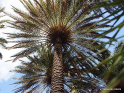 Preveli gorge. Cretan Date Palm (Phoenix theophrasti) (2)