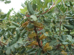 Spilia. Carob tree (Ceratonia siliqua) (3)