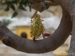 Spilia. Carob tree (Ceratonia siliqua)
