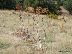 Triopetra . Giant fennel (Ferula communis)