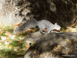 Josemičio nacionalinis parkas. Josemičio slėnis. Vakarų pilkoji voverė (Sciurus griseus) (2)