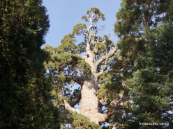 Karalių kanjono nacionalinis parkas. Didysis mamutmedis (Sequoiadendron giganteum). “General Grant Tree“ – antras didžiausias medis pasaulyje (1)