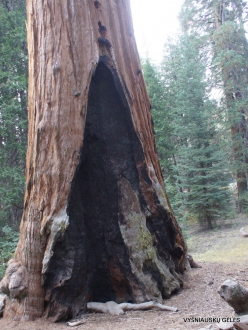 Karalių kanjono nacionalinis parkas. Didysis mamutmedis (Sequoiadendron giganteum). “General Grant Tree“ – antras didžiausias medis pasaulyje (7)