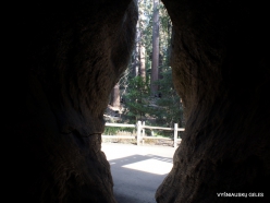 Karalių kanjono nacionalinis parkas. Mamutmedžio tunelis
