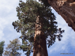 Sekvojos nacionalinis parkas. Didysis mamutmedis (Sequoiadendron giganteum) (11)