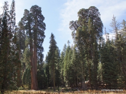 Sekvojos nacionalinis parkas. Didysis mamutmedis (Sequoiadendron giganteum) (28)