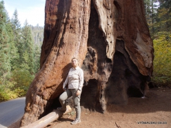Sekvojos nacionalinis parkas. Didysis mamutmedis (Sequoiadendron giganteum) (7)