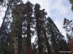 Sekvojos nacionalinis parkas. Didysis mamutmedis (Sequoiadendron giganteum) (9)