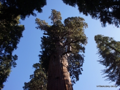 Sekvojos nacionalinis parkas. Didysis mamutmedis (Sequoiadendron giganteum). “General Sherman“ – didžiausias medis pasaulyje (3)