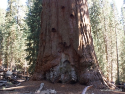 Sekvojos nacionalinis parkas. Didysis mamutmedis (Sequoiadendron giganteum). “General Sherman“ – didžiausias medis pasaulyje (4)