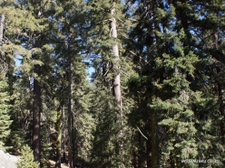 Sekvojos nacionalinis parkas. Saldžioji pušis (Pinus lambertiana) (2)