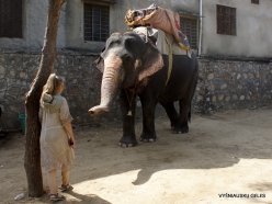 _1 Jaipur. Elephant's Sanctuary