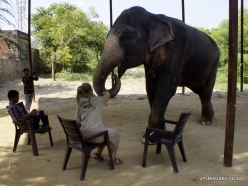 _10 Jaipur. Elephant's Sanctuary