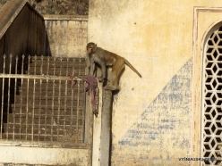 _102 Khania-Balaji. Galtaji (Monkey temple)