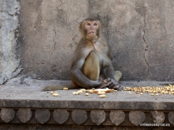 _106 Khania-Balaji. Galtaji (Monkey temple)