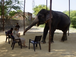 _11 Jaipur. Elephant's Sanctuary