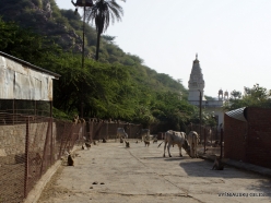 _124 Khania-Balaji. Galtaji (Monkey temple)