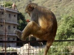 _133 Khania-Balaji. Galtaji (Monkey temple)