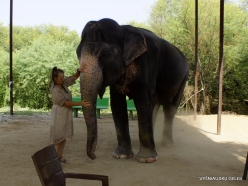 _21 Jaipur. Elephant's Sanctuary