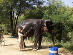 _23 Jaipur. Elephant's Sanctuary