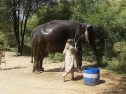 _25 Jaipur. Elephant's Sanctuary