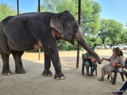 _30 Jaipur. Elephant's Sanctuary