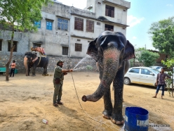 _35 Jaipur. Elephant's Sanctuary