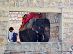_42 Jaipur. Elephant's Sanctuary