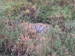 _47 (2) Jhalana Leopard Reserve. Indian leopard