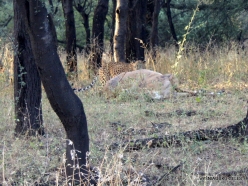 _48 Jhalana Leopard Reserve. Indian leopard (Panthera pardus fusca)