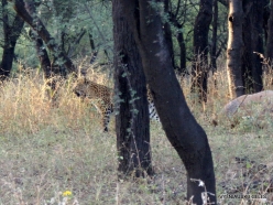 _49 Jhalana Leopard Reserve. Indian leopard (Panthera pardus fusca)