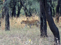 _50 Jhalana Leopard Reserve. Indian leopard (Panthera pardus fusca)