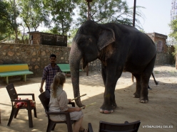 _6 Jaipur. Jaipur. Elephant's Sanctuary