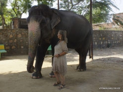 _7 Jaipur. Elephant's Sanctuary