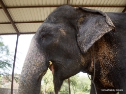 _8 Jaipur. Elephant's Sanctuary