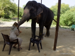 _9 Jaipur. Elephant's Sanctuary