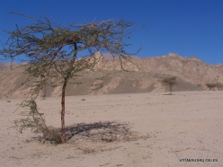 4 Sinai desert. Acacia tree (Vachellia sp.)