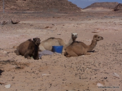 4 Sinai desert. Bedouins village. Youngs camels (2)