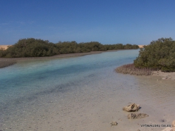 Ras Mohammed national park. Mangroves with Avicennia marina (2)