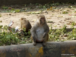 _60 Old Delhi. Rhesus monkeys (Rhesus macaques)
