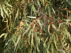 Jerash. Eucalyptus sp.