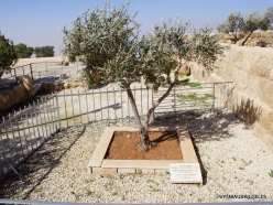 Mount Nebo. Olive tree planted by Pope John Paul II