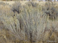 Centrinės Jutos stepės. Tridantis kietis (Artemisia tridentata) (4)