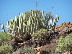 Near El Medano. Canary Island Spurge (Euphorbia canariensis) (2)