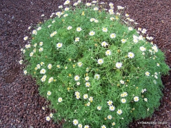 Near El Medano. Marguerite daisy (Argyranthemum frutescens)