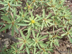 Near El Medano. Sweet tabaiba plant (Euphorbia balsamífera) (4)