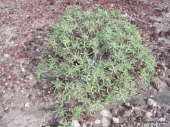 Near El Medano. Sweet tabaiba plant (Euphorbia balsamífera) (5)