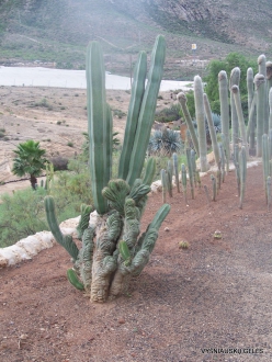 Near Los Christianos. Cactus park (15)