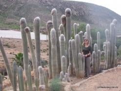 Near Los Christianos. Cactus park (16)